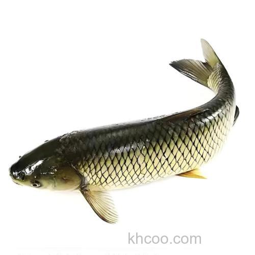 野生草鱼喜欢吃什么