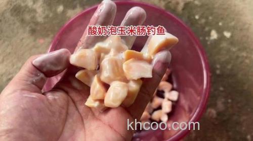 酸奶钓草鱼有奇效