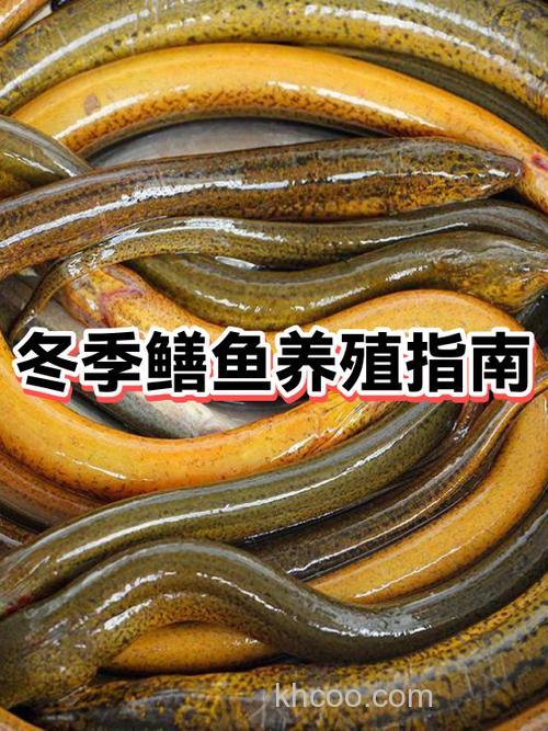广西养殖黄鳝冬天怎么过冬？