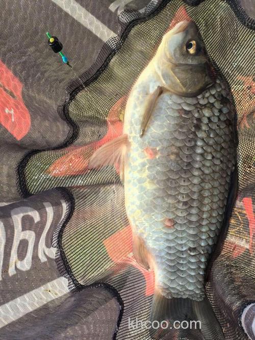 酒米打窝一般引来什么鱼？