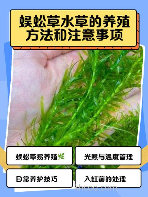 蜈蚣草可以喂草鱼吗？