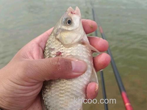 新手求助关于水库钓鲫鱼