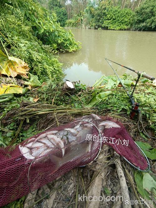 鱼鲊水库可以钓鱼吗？