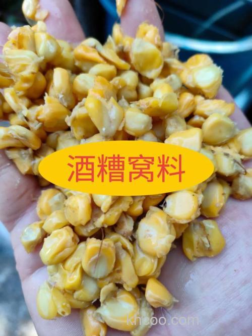 冬季用酒糟钓鱼好吗？