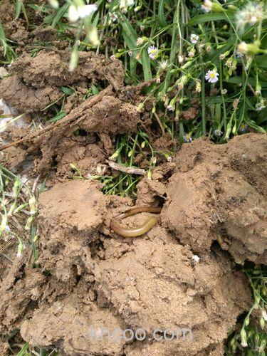 发绿的蚯蚓为什么鱼不爱吃？