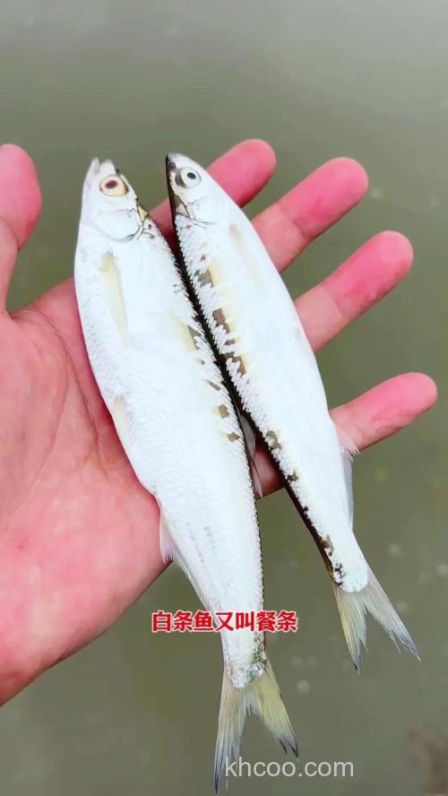 钓获身形小巧却极具挑战性的白条鱼，这些关键技巧要掌握