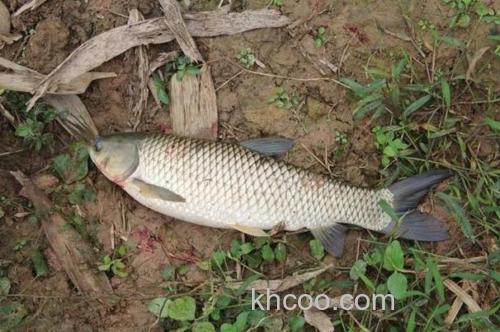 黑坑用豆角钓草鱼方法？