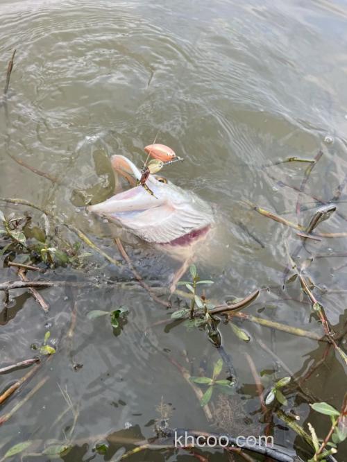 野钓路亚狗鱼：掌握技巧与装备选择，挑战狡猾掠食者