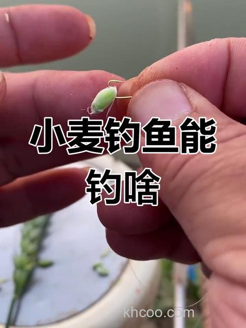 冬季用小麦粒钓鱼行吗?