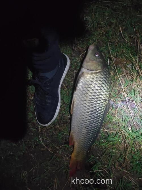 夜钓鲤鱼用地瓜怎么样？