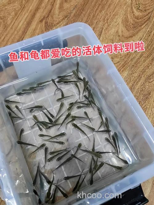 麦穗鱼吃什么长得快