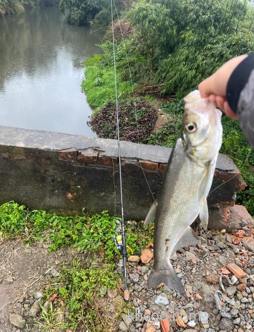 早春钓翘嘴最好的方法？