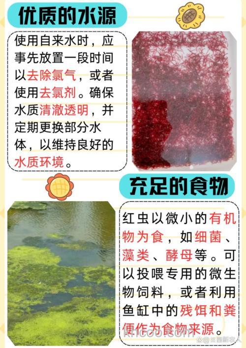 红线虫在家怎么养？