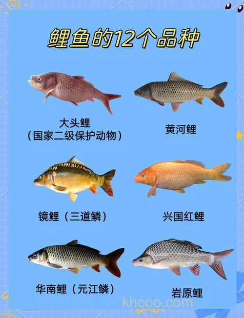 鲤鱼是属于什么鱼类？