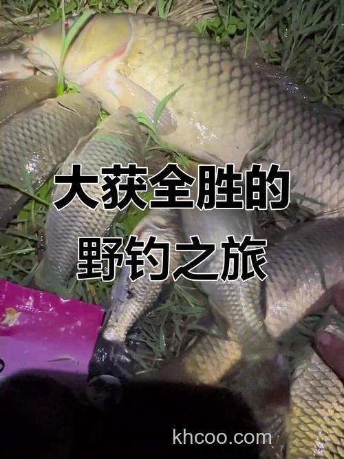 鲤鱼爱吃麦子还是玉米？