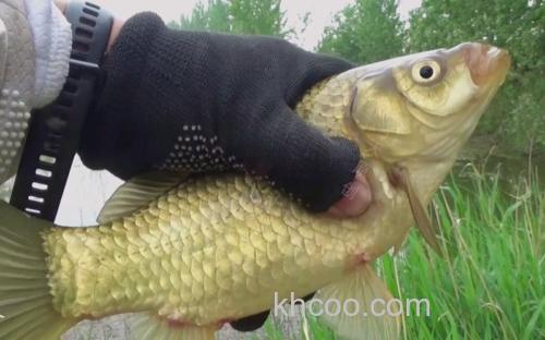 春末夏初钓鲫鱼