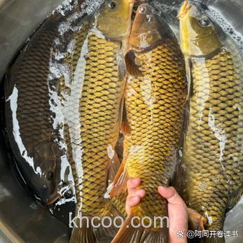 野生大鲤鱼爱吃三种饵料？