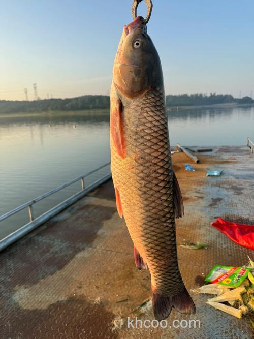 用什么饵在水库里钓草鱼