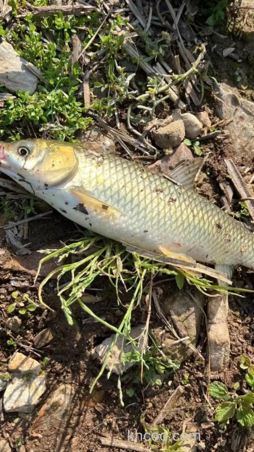 10月初钓浮钓草鱼多深合适？