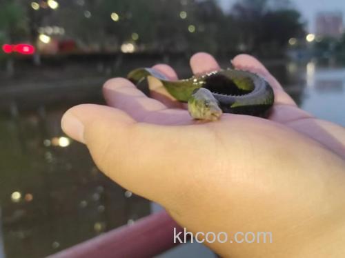 路亚可以路到麦穗吗？