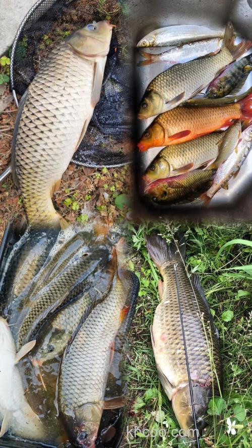 红薯加蓝鲫x5效果怎么样？