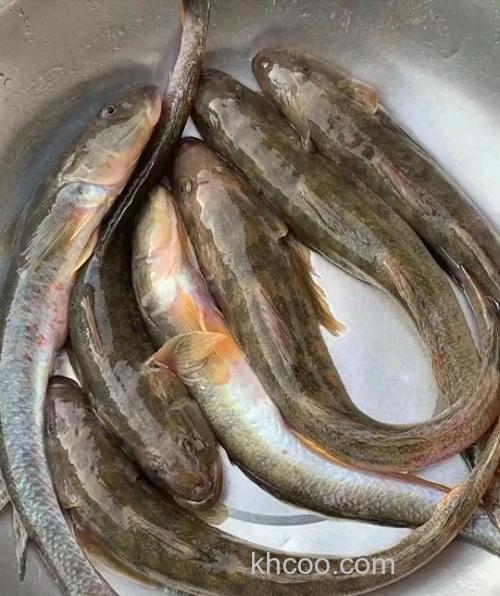 沙光鱼能用猪肉钓吗？