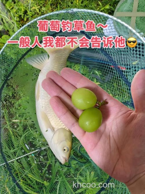 葡萄和玉米钓草鱼哪个效果好？