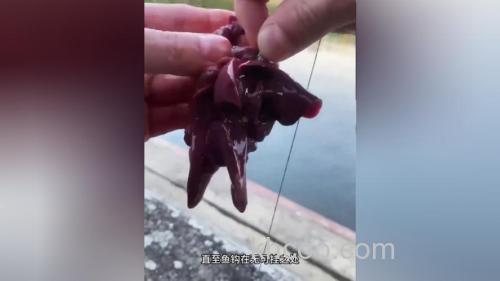 猪油钓鲇鱼,用猪血能钓鱼吗?