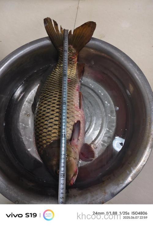 谁知道黄河鲤鱼最大的有多大?