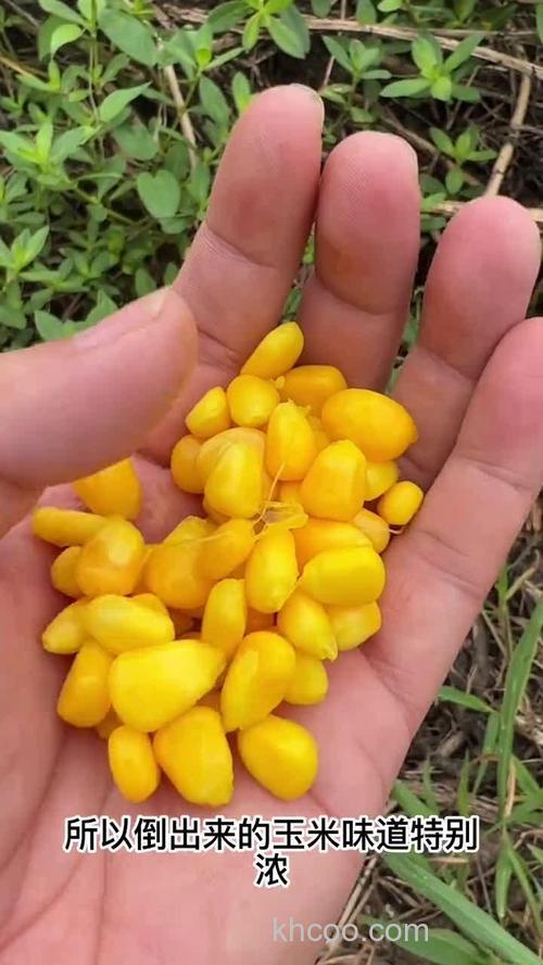 钓草鱼用的玉米怎么炮制？