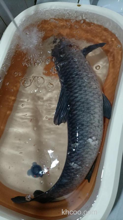 乌草鱼如何作钓？