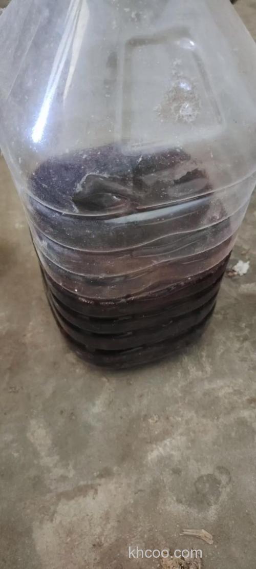 药酒泡玉米小麦，主钓鲤鱼草鱼？