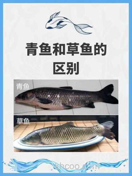 青鱼和草鱼饵料区别？