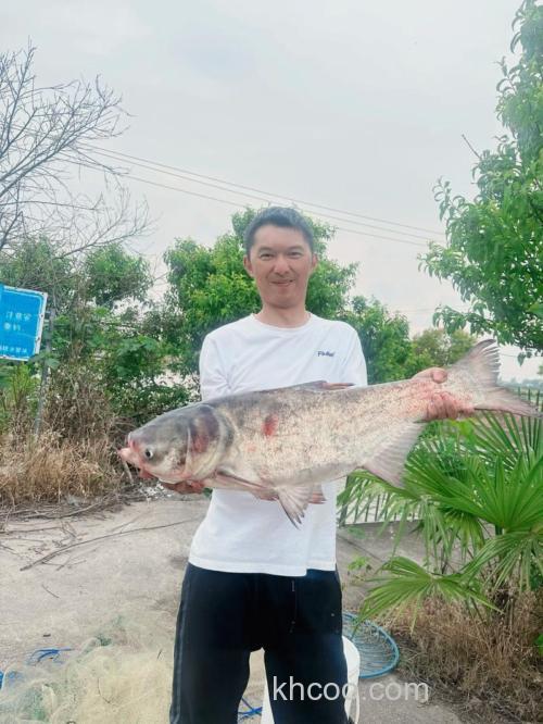 诚心请教各位钓鲢鳙高手
