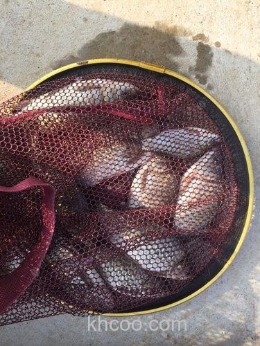 一窝疯饵料搭配大鲫终结者？