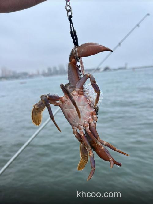 冬天‌无鳞‌鲤‌鱼‌罗曼鲤鱼‌钓‌框？