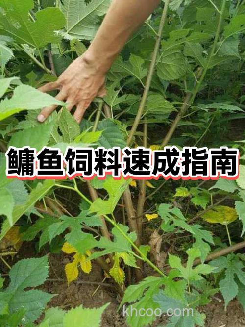 怎样配置花鲢饲料？