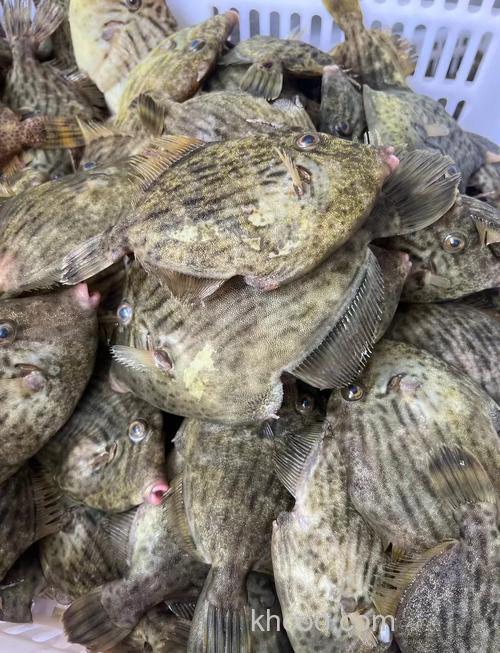 肉皮能钓什么鱼？