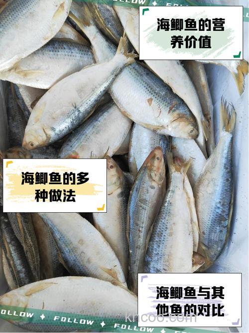 海河、子牙河鲫鱼必杀？