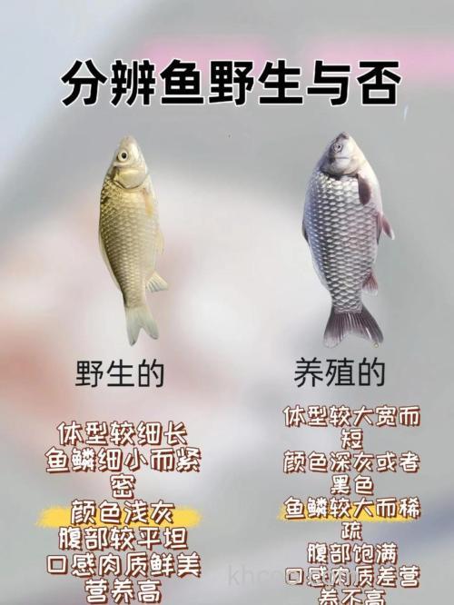 鲫鱼是不是冷血动物？