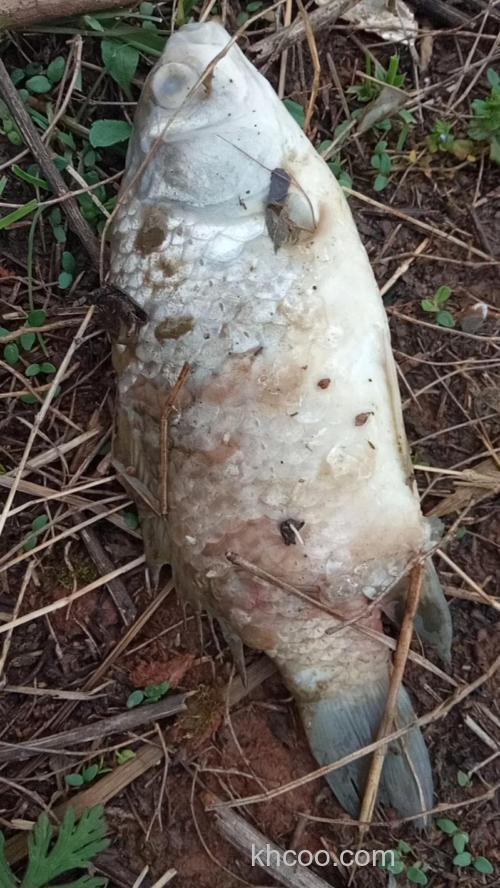 十一月份死鲫鱼怎么回事？