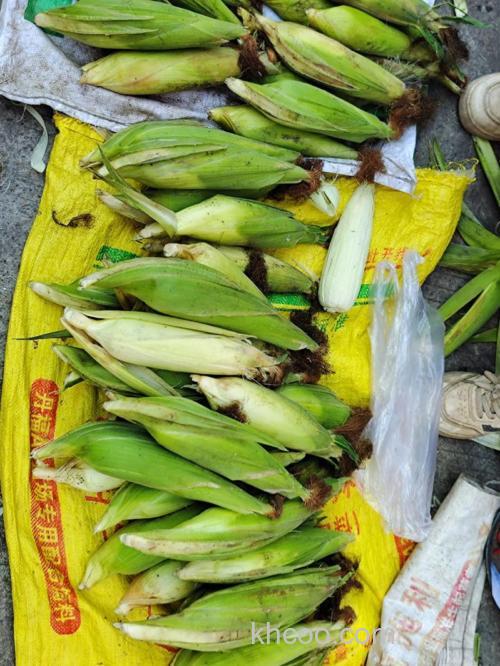 天元嫩玉米一包有几根根玉米？