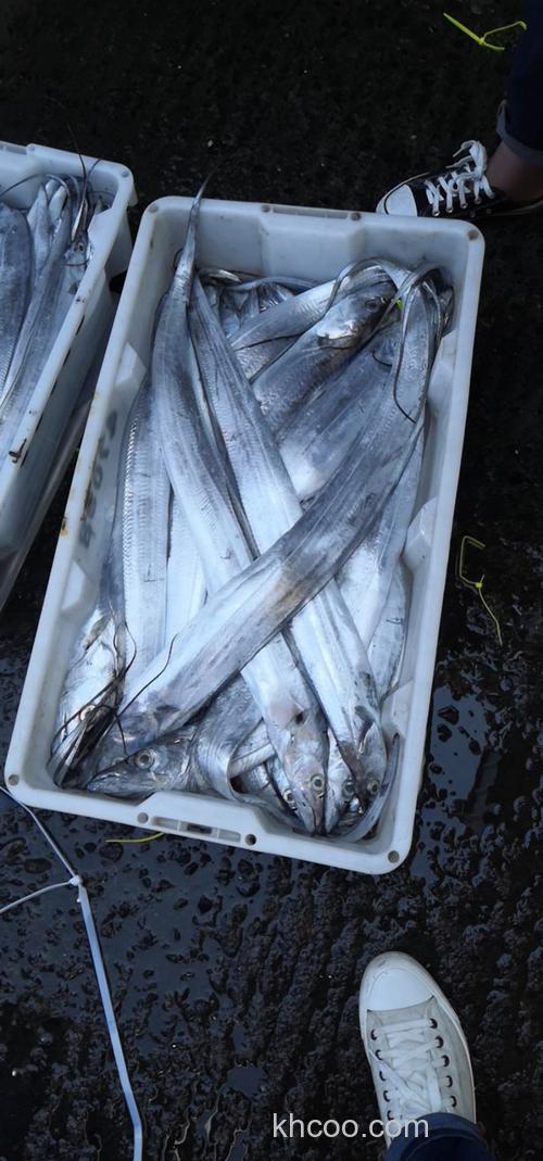 夏天钓刀仔鱼用什么鱼料