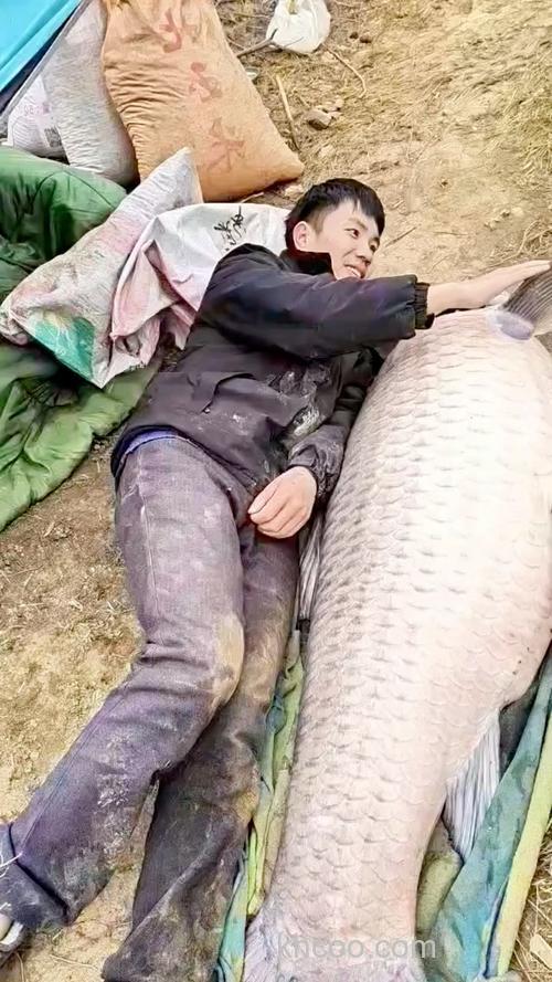 王桂龙武汉水库钓大青鱼（上）