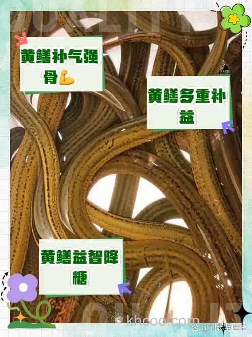 怎样养好黄鳝(湖北地区)