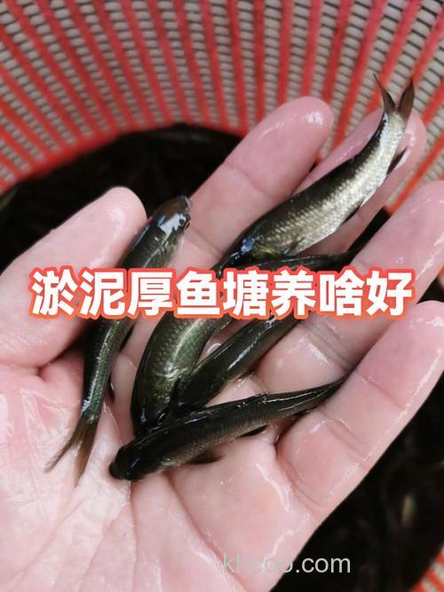 钓鲤鱼淤泥很厚怎么办？