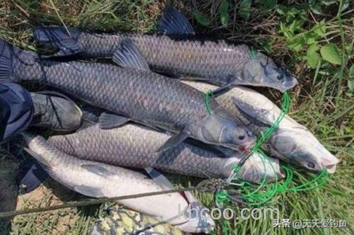 王桂龙武汉水库钓大青鱼（下）