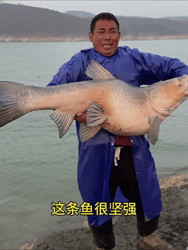 王桂龙湖北梁子湖钓大青鱼