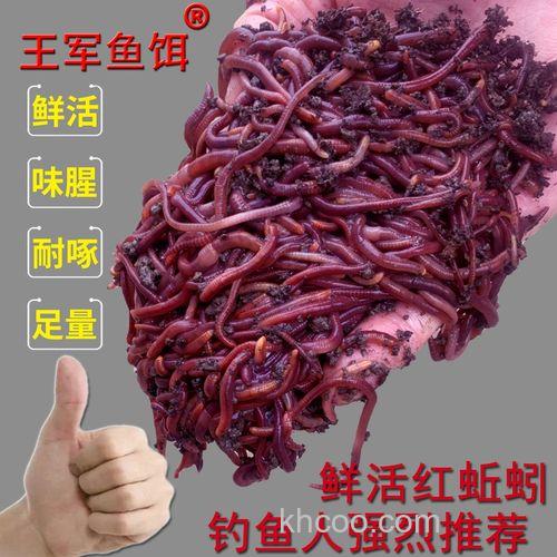 钓黄鳝用什么饵料,能用蚯蚓吗