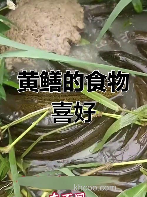 黄鳝喜欢吃什么诱饵